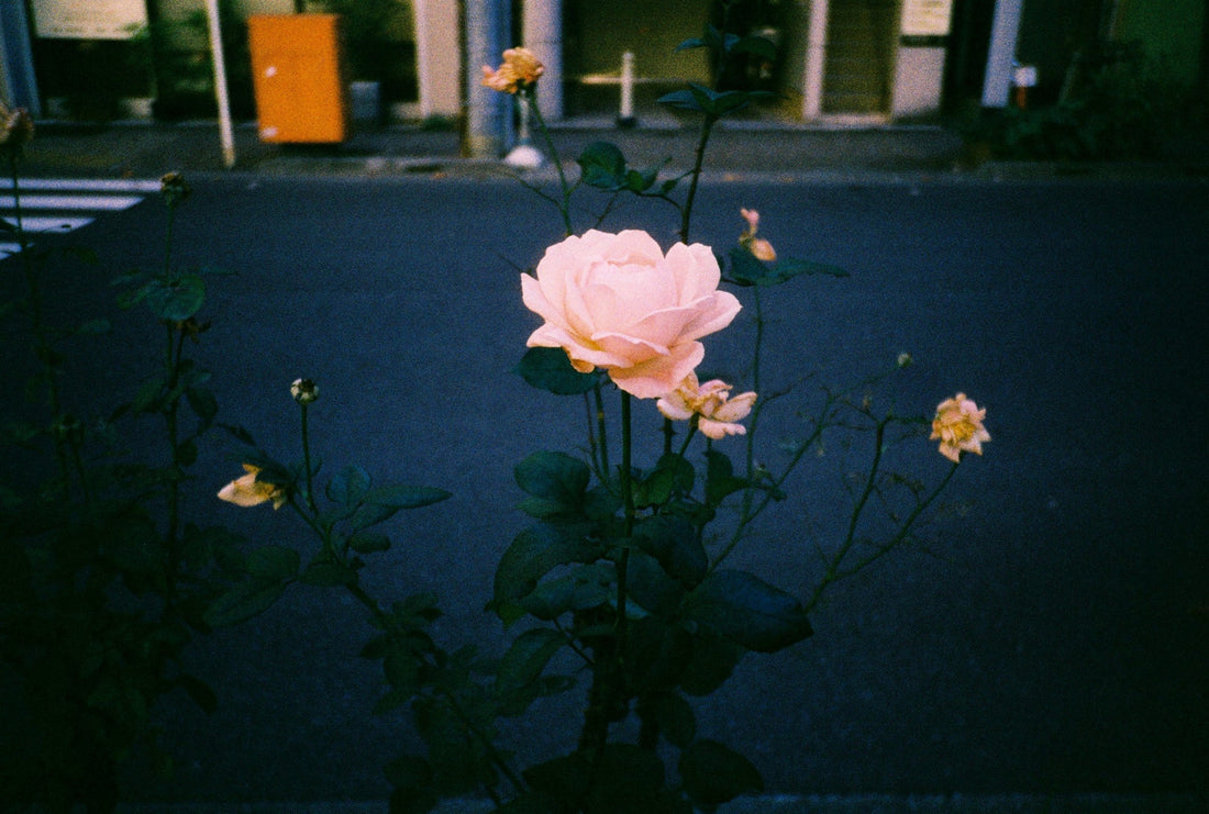 🎞️HARMAN PHOENIX II 200 カラーネガフィルム