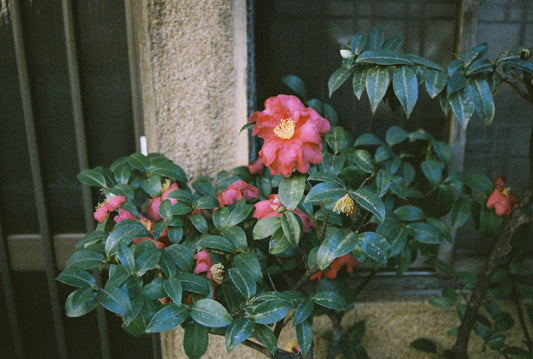 🎞️Lomography LOMOCHROME COLOR '92 400 カラーネガフィルム