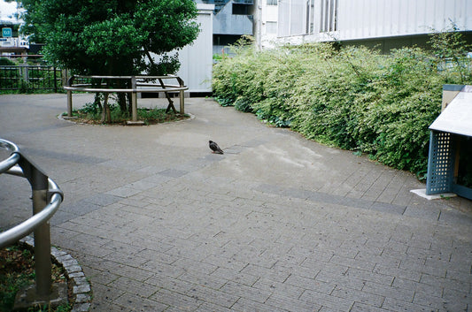 🎞️FUJIFILM 400 カラーネガフィルム