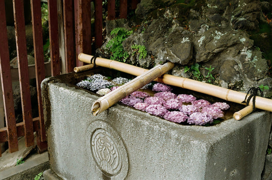 🎞️Kodak Gold 200 カラーネガフィルム